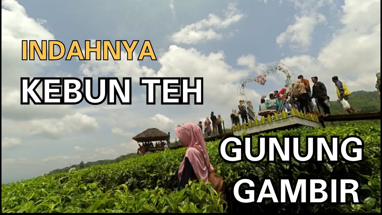 ROAD to KEBUN TEH GUNUNG GAMBIR PTPN XII (Green Tea Plantations)