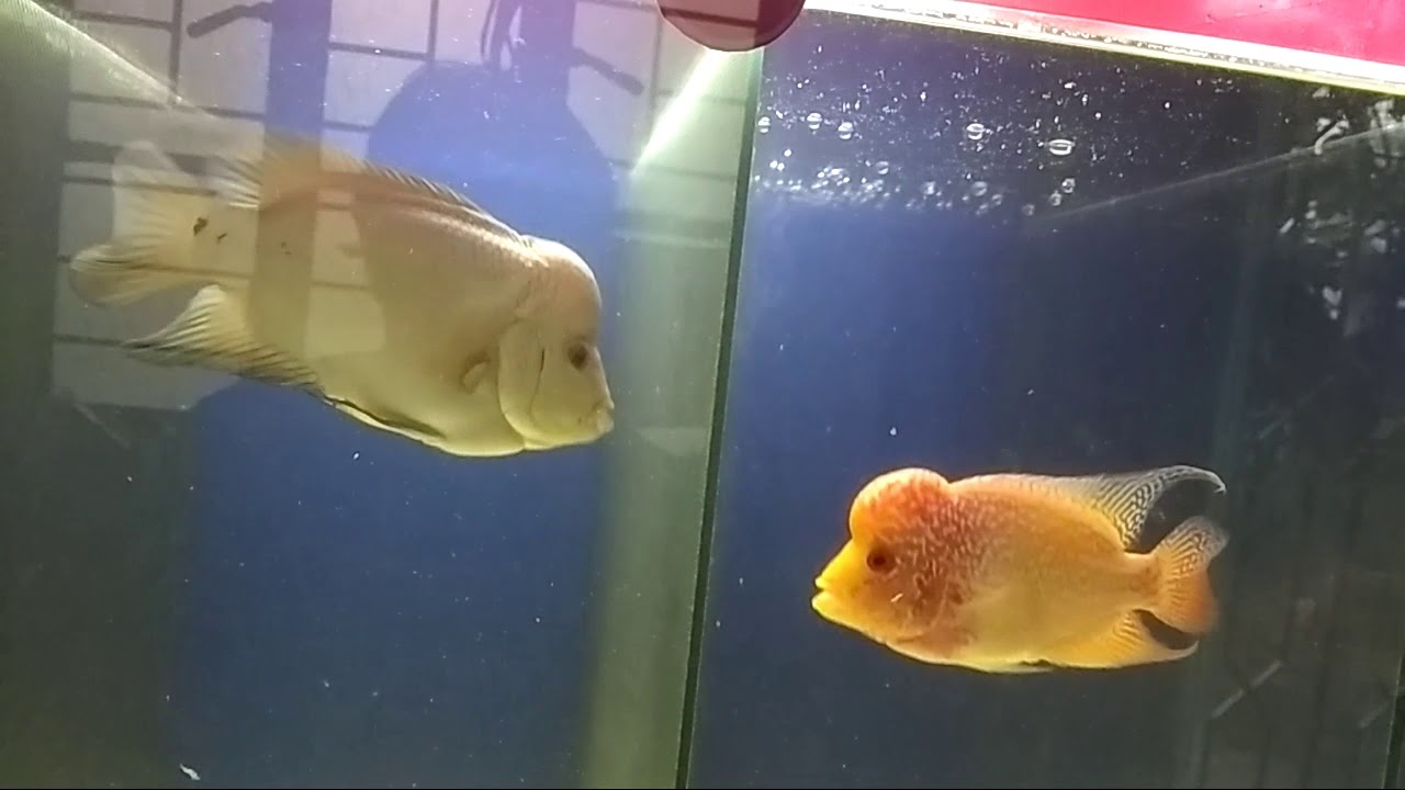 FLOWERHORN ( THAI SILK vs GBKML)
