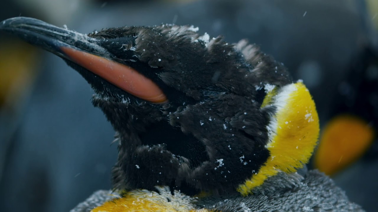 BBC Natural History - 'Penguins - Meet The Family' Shedding