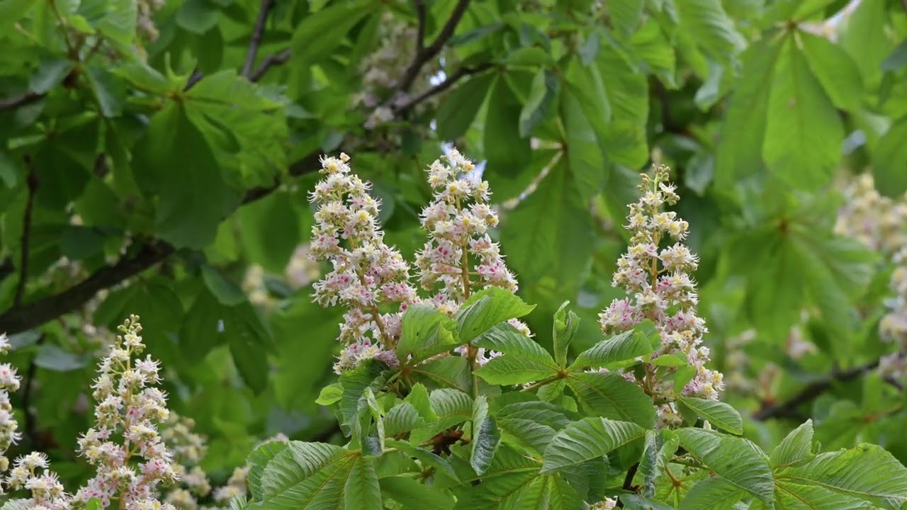 Svarth&auml;tta Black hood med ungar