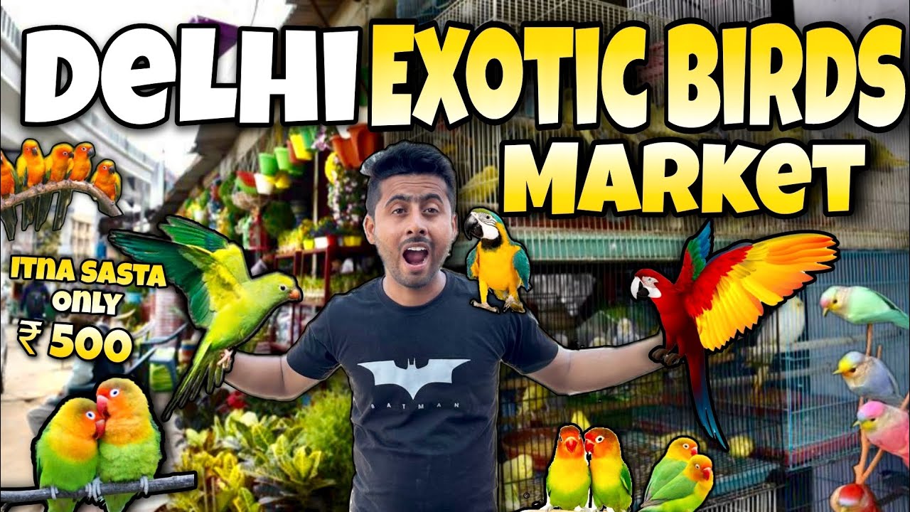 Delhi lal quila Birds market 🦜🕊️  || Exotic birds market || cheapest price loot hi loot hai bhai