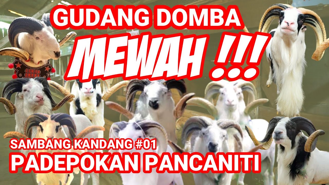 DISINI GUDANGNYA DOMBA MEWAH || PADEPOKAN PANCANITI ~ ESA DOGAR
