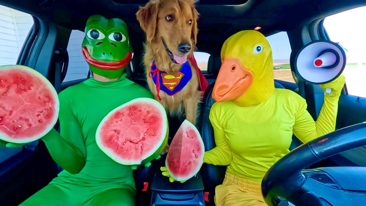 Rubber Ducky Surprises Puppy & Wolf with Car Ride Chase