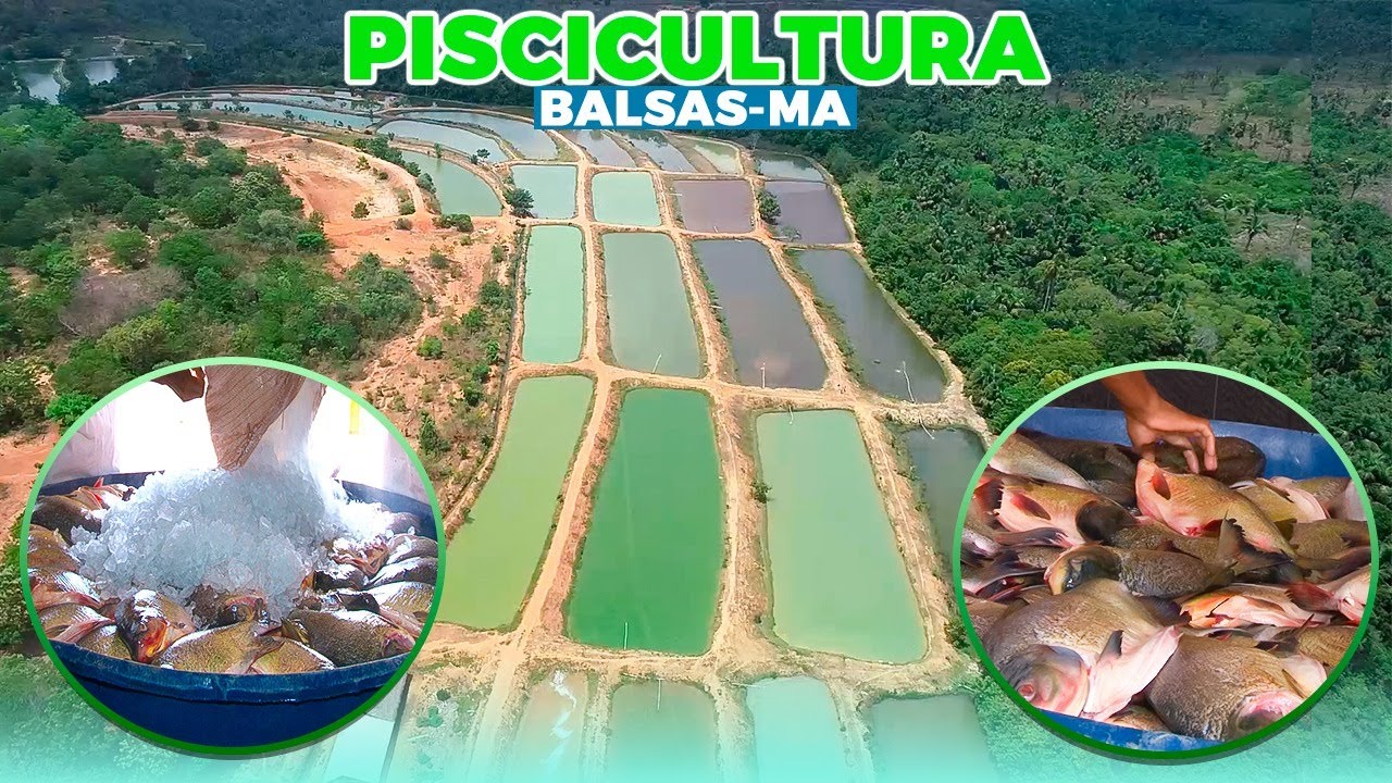 Piscicultura Balsas - MA