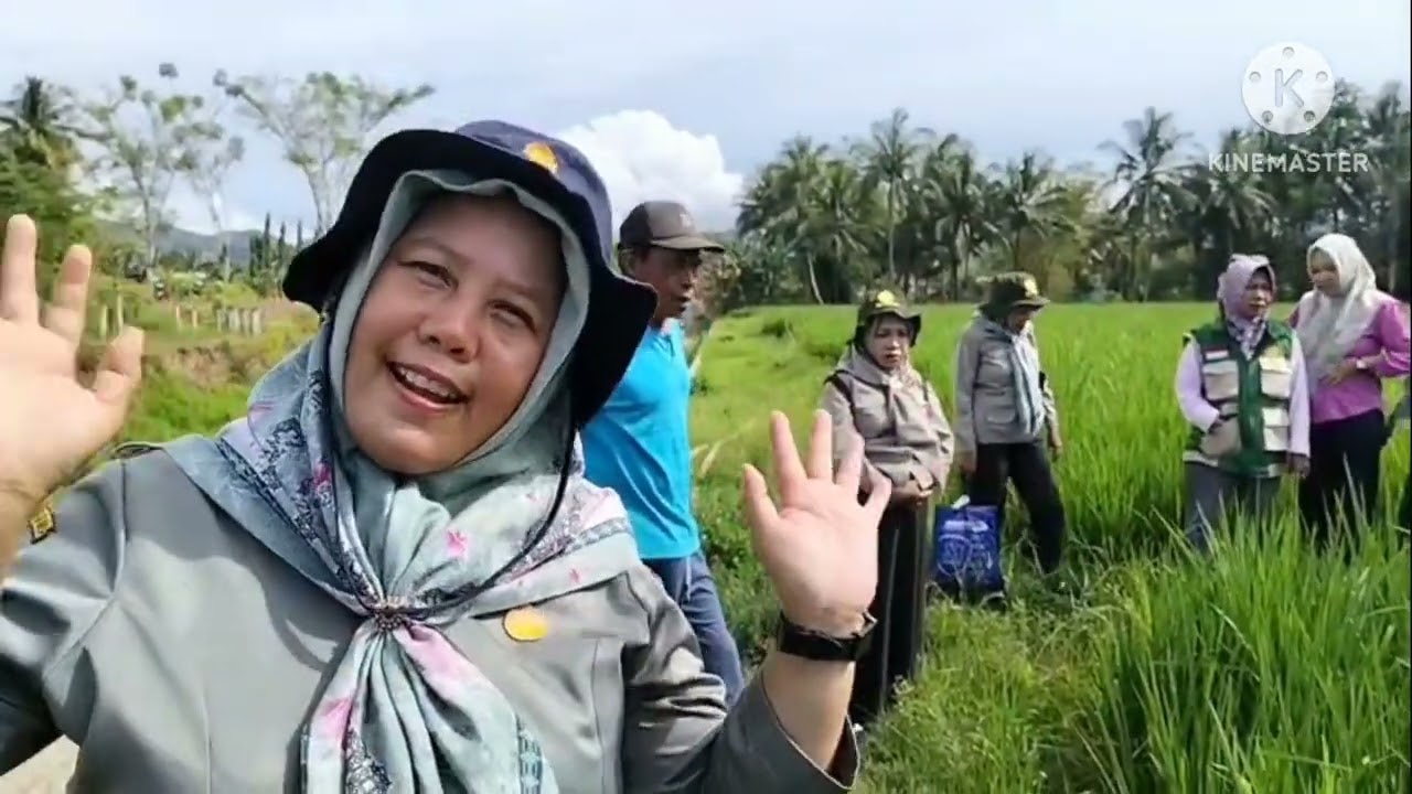 PPL dan POPT, Mengenal OPT Pada Padi Sawah