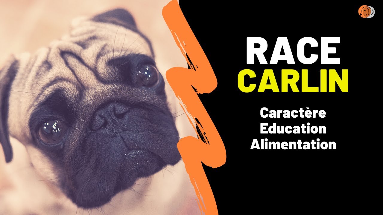 Race de chien Carlin : Caractéristiques, Education, Caractère, Alimentation, Santé, Histoire