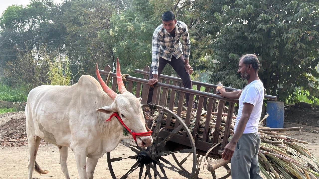 बैलाच्या नाकातून रक्त येत होते म्हणून मामाने केला उपचार | Ganesh G Jadhav Vlog