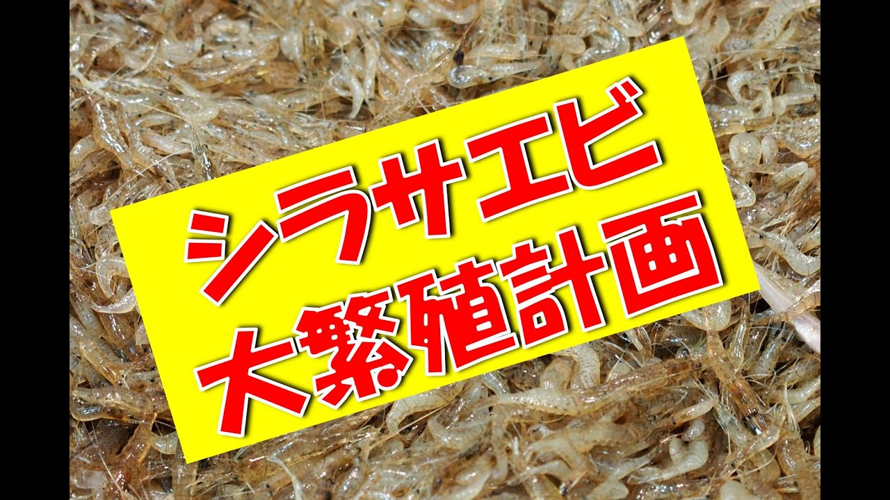 シラサエビ大繁殖計画