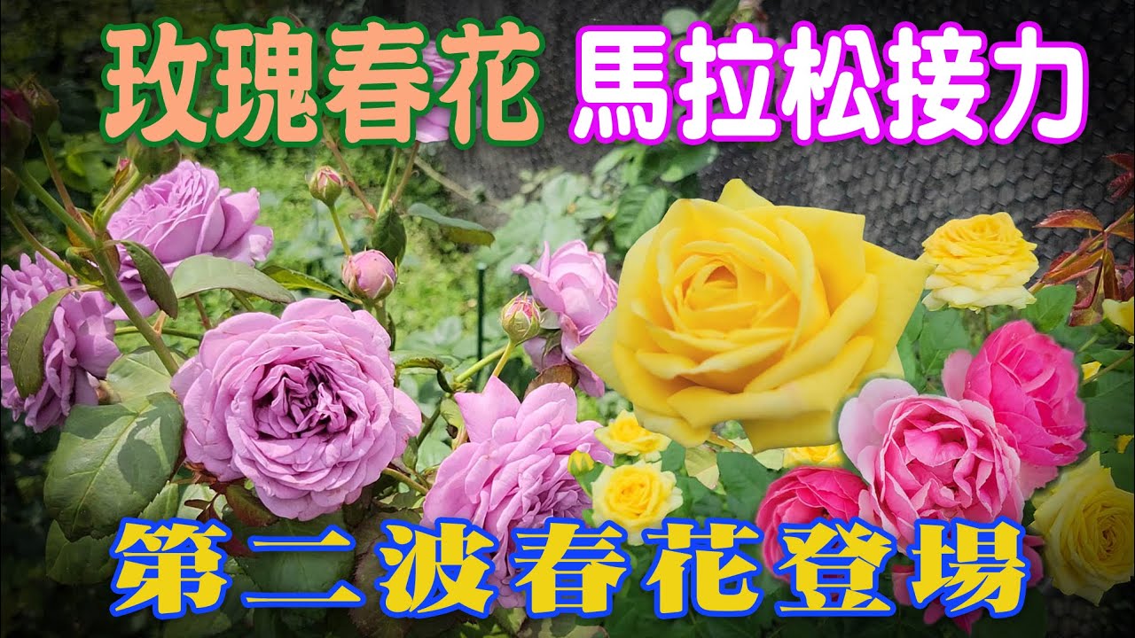 玫瑰月季春花馬拉松接力綻放【心情筆記】木村卓功 Takunori Kimura 大衛‧奧斯丁David Austin  戴爾巴德Georges Delbard 河本純子 科德斯Kordes roses