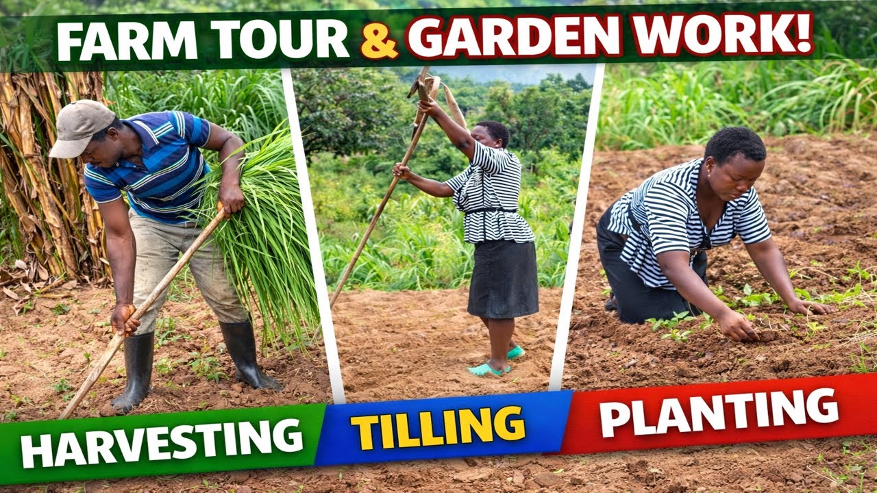 🌱Farm Tour in Kenya | French Beans Farming, Harvesting Napier Grass f & Tilling My Kitchen Garden