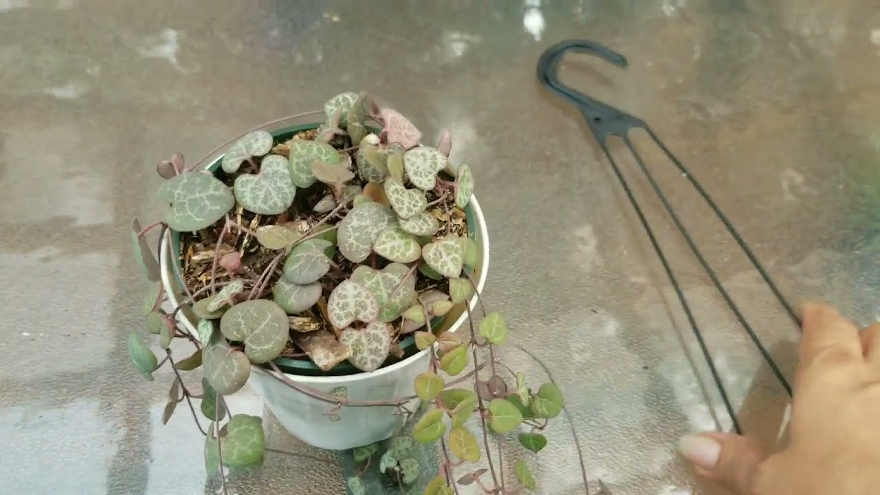 Ceropegia Woodii (Collar de corazones) Trasplante y Propagación