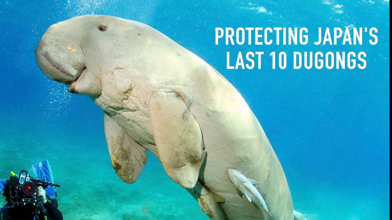 Japan's Dugongs on the verge of extinction
