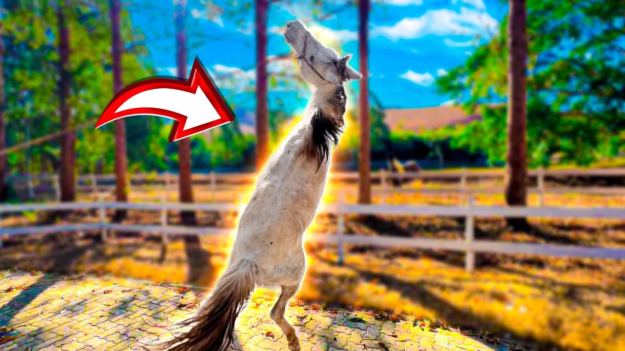 ESSE é o CAVALO MAIS BRAVO da FAZENDA