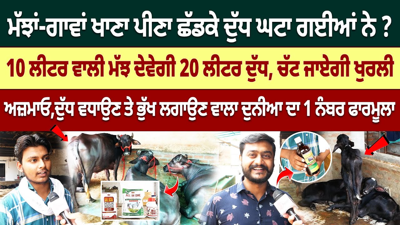 ਦੁੱਧ ਵਧਾਉਣ ਵਾਲਾ ਦੁਨੀਆ ਦਾ ਨੰਬਰ 1 ਨੁਸਕਾ