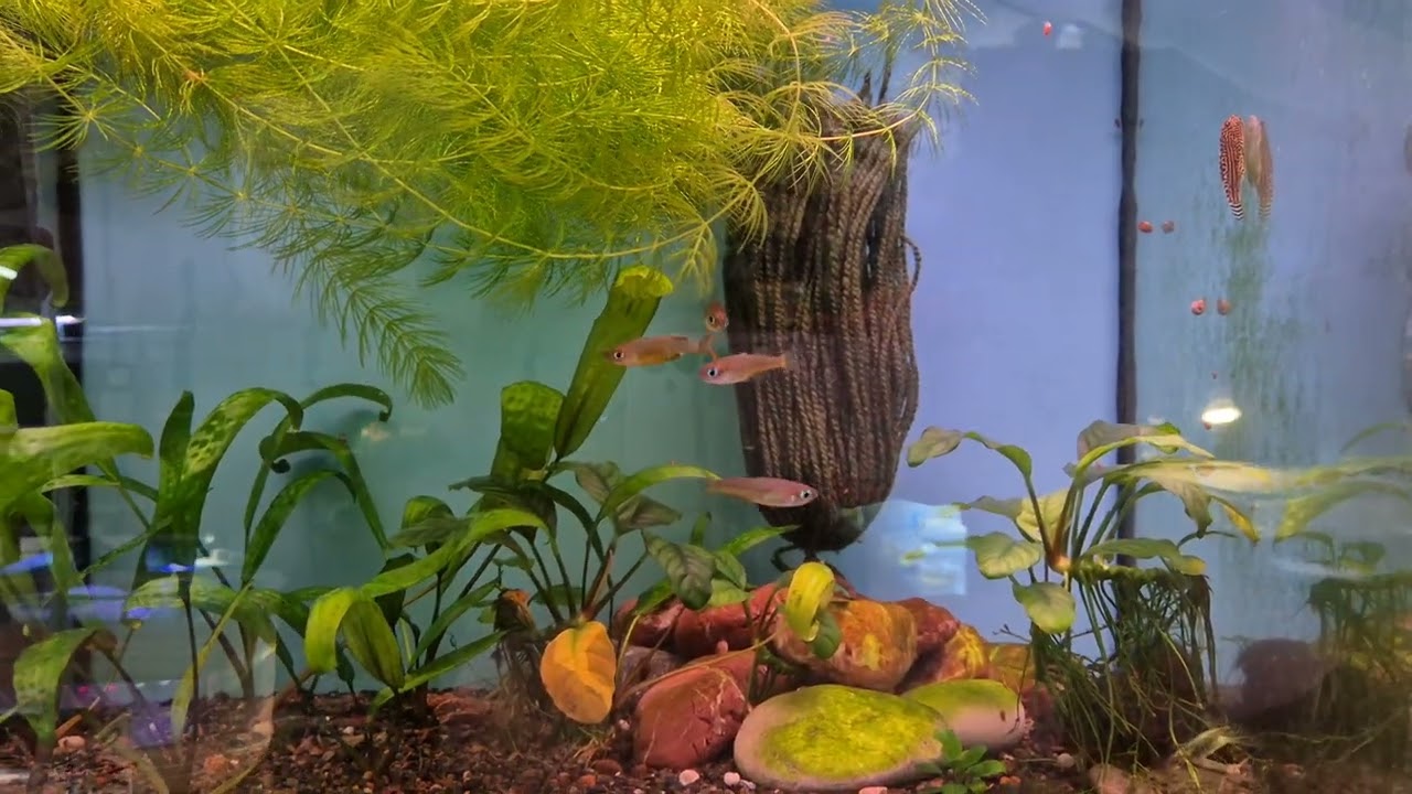 Gezenti Vlog #111 (Rainbow Fish Turkey) [Tahsin Baki]