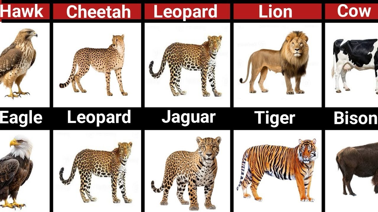 Animals That Look the Same But Aren't Related😱😱