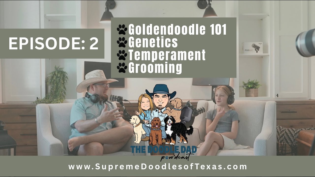 Episode 2: Goldendoodle 101 | Genetics | Temperament | Grooming