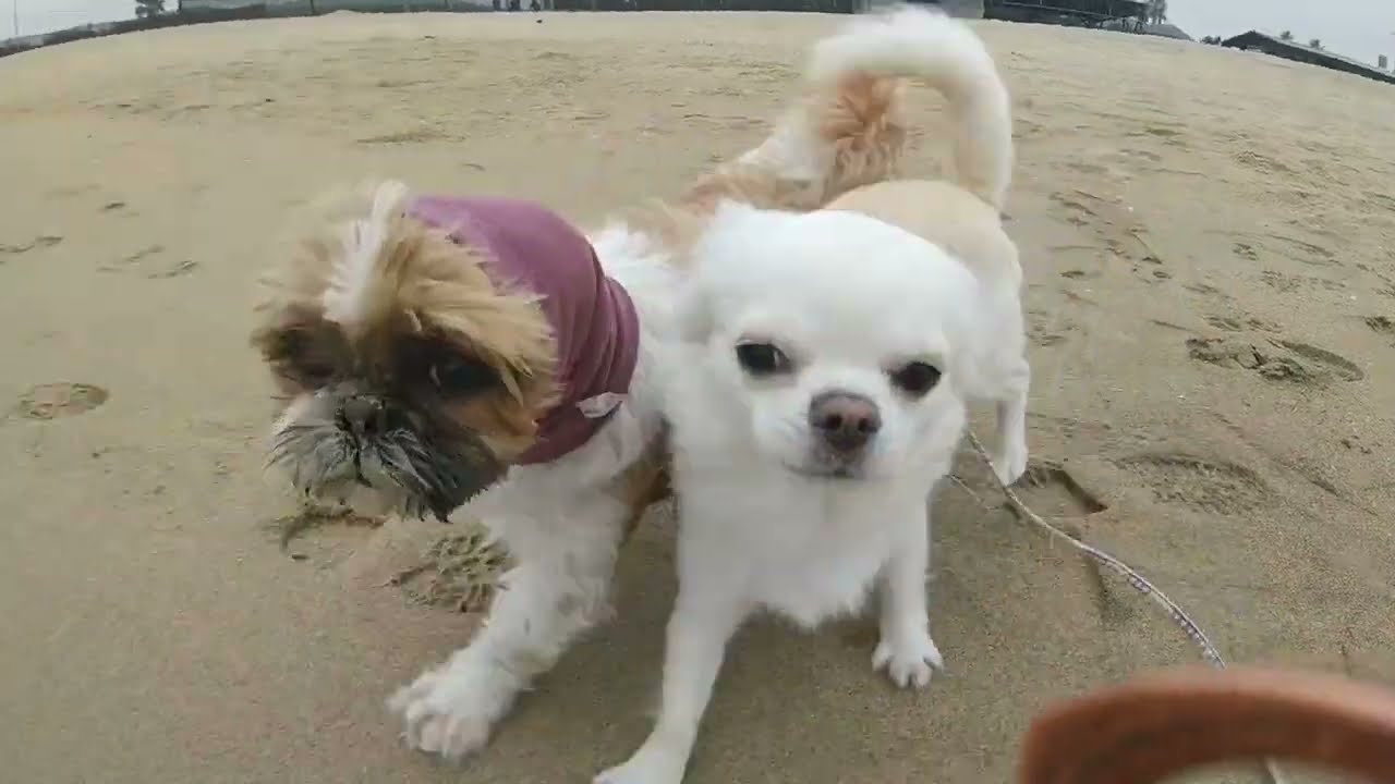 犬たちのご飯と独身女の食べるマカロニサラダとひじきと久しぶりの海へ散歩