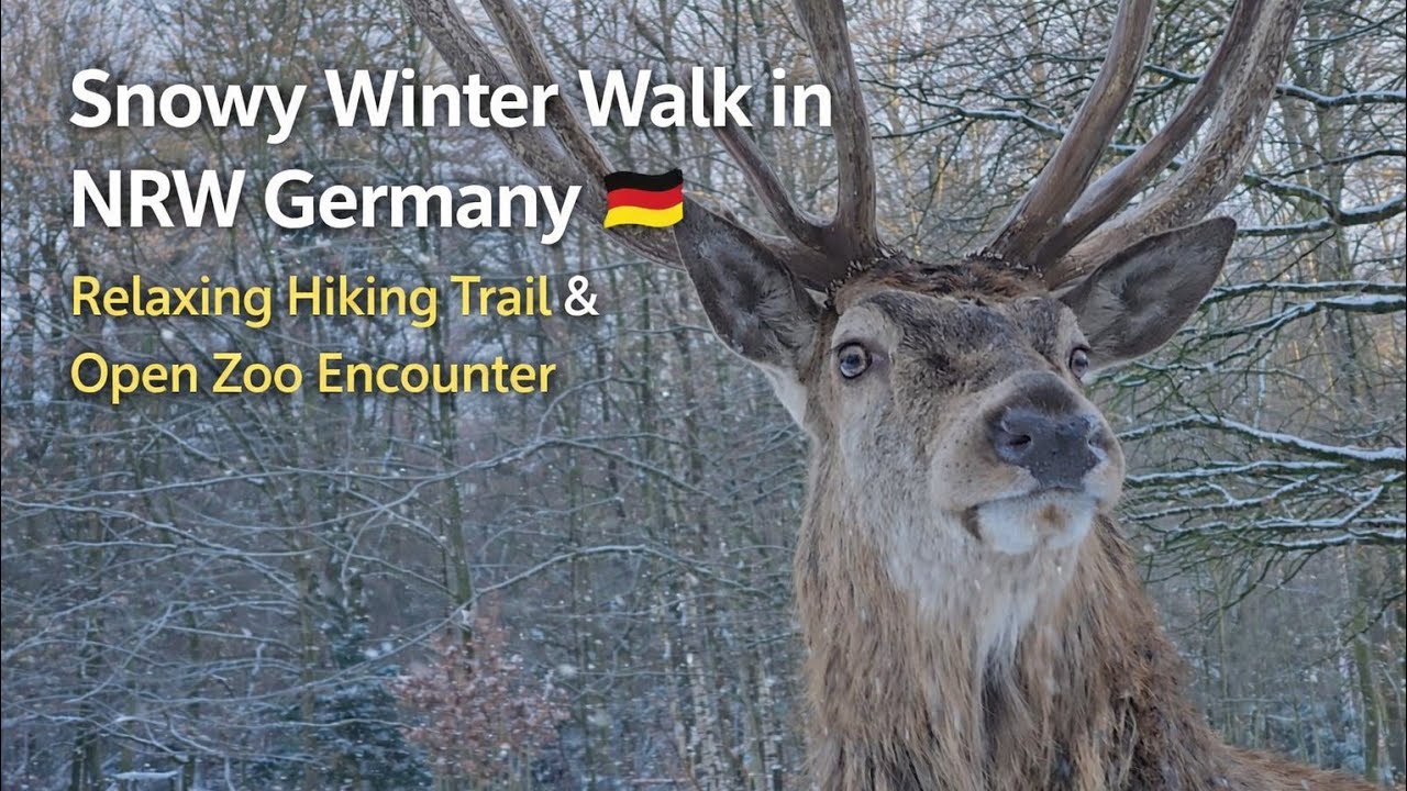 ❄️ Snowy Winter Walk in NRW Germany | Relaxing Hiking Trail & Open Zoo Encounter
