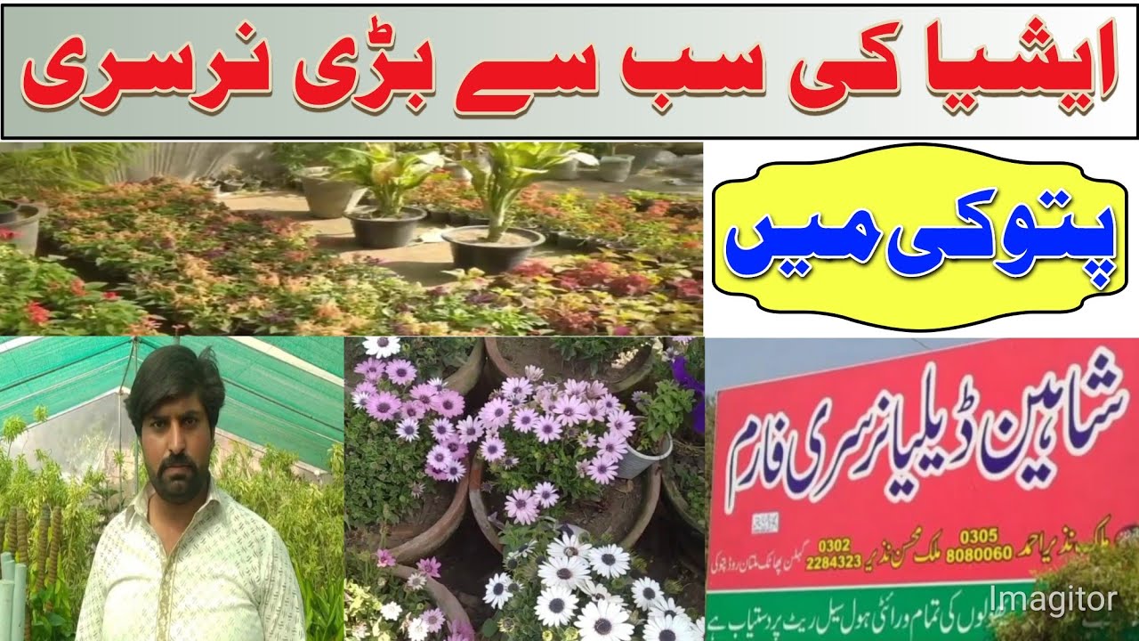 Asia largest nursery market in Pakistan _ Pattoki nursery visit with price in Pakistan