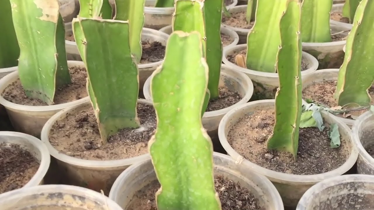 Pitaya (Ejder Meyvesi)