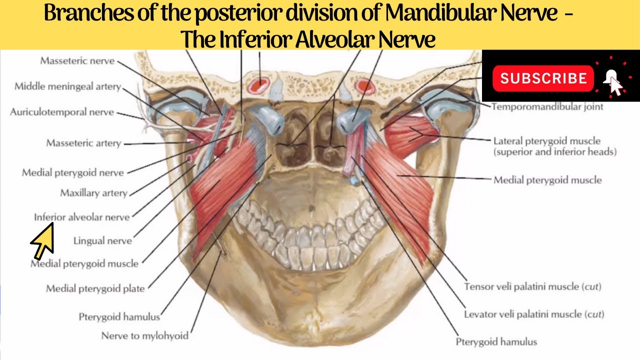 Inferior Alveolar Nerve | Course | Relations |  Branches | Clinical Anatomy
