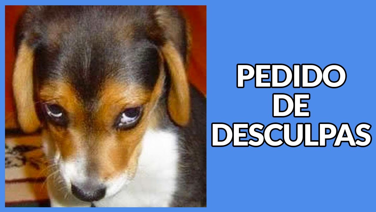 PEDIDO de DESCULPAS