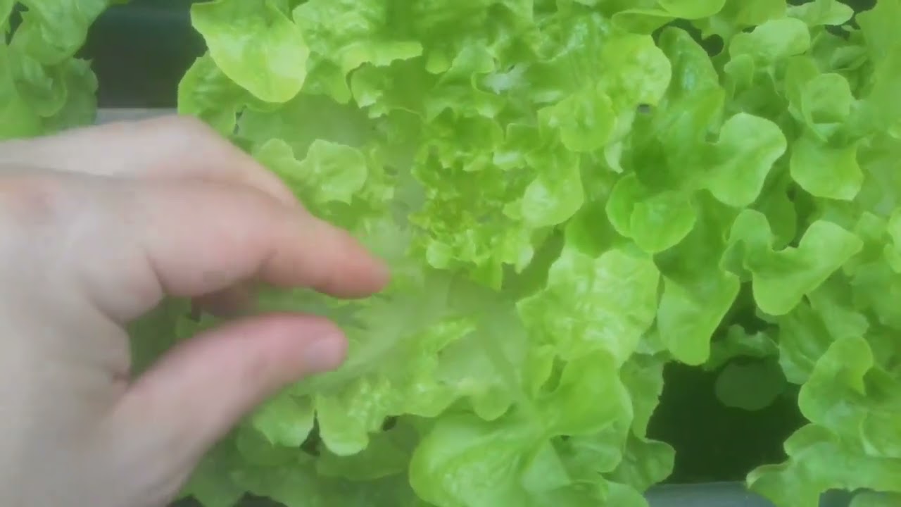 Salat im Balkonkasten anbauen - ohne Probleme genug Salat ernten