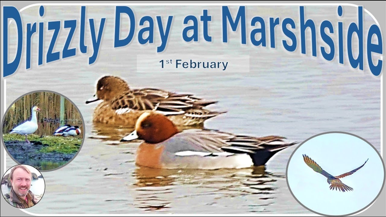 Drizzly Day At Marshside: 1st February 