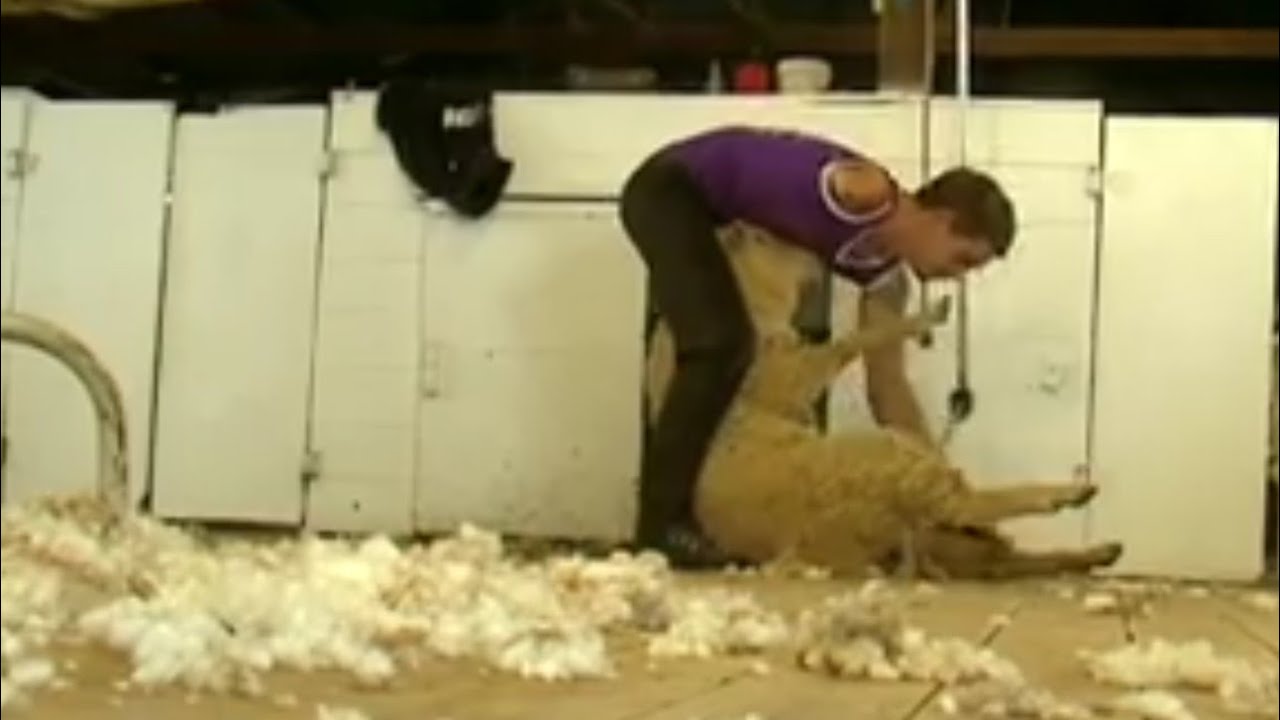 How to harvesting wool- amazing wool factory | HAND AMPUTEE SHEARING SHEEP WOOL | SATISFYING VIDEO