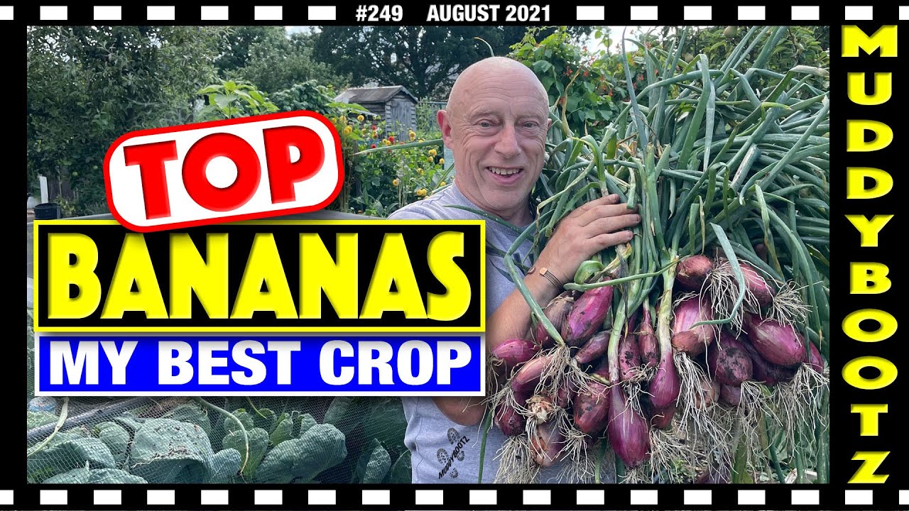 🌻249 🌻 BANANA SHALLOTS 🌻 CELERY HARVEST 🌻 BRASSICA FAILURE 🌻