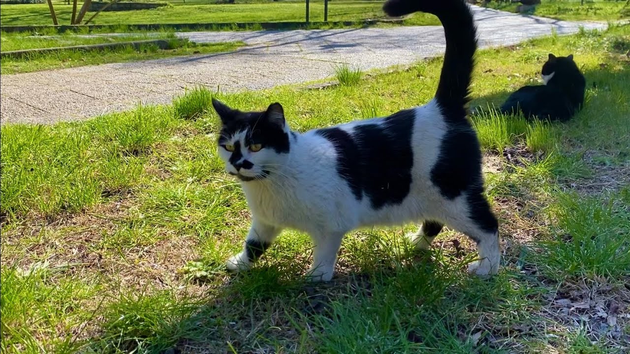 The cats living in the park are incredibly beautiful. I gave them food.