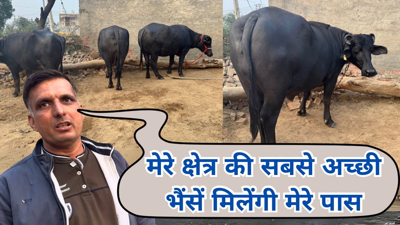 मुर्राह भैंसों का गढ़ - तगड़ी तगड़ी भैंसों का लगा मेला || Top class heavy weight murrah buffaloes