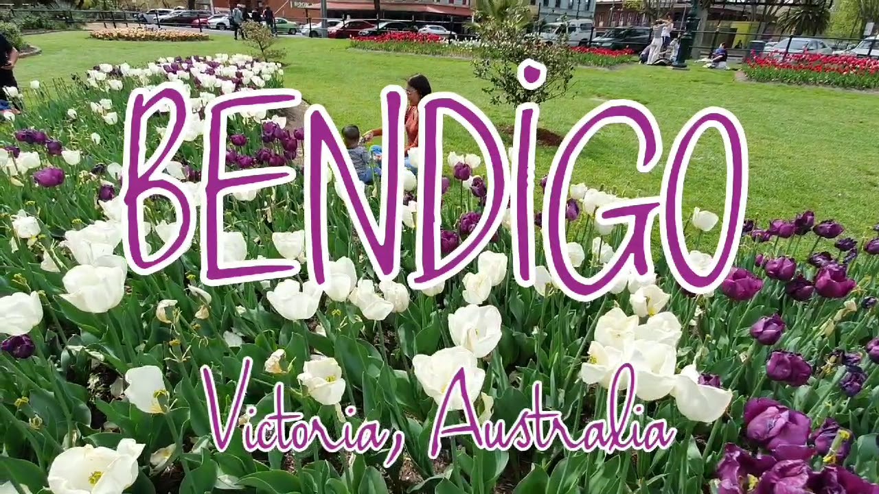 Tulips in Bendigo Australia | Things to do in Bendigo | Bendigo tour