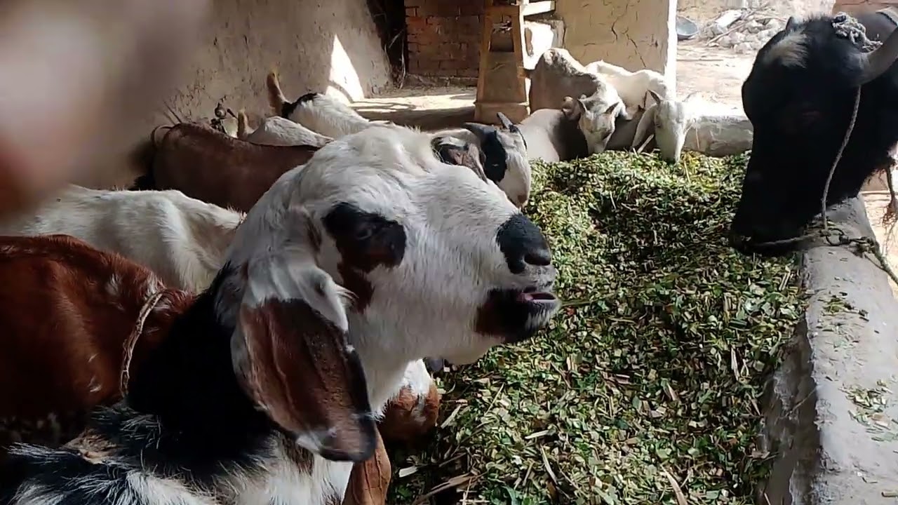 All my animals - buffalo, calf, and goats - are together eating sugarcane grass.
