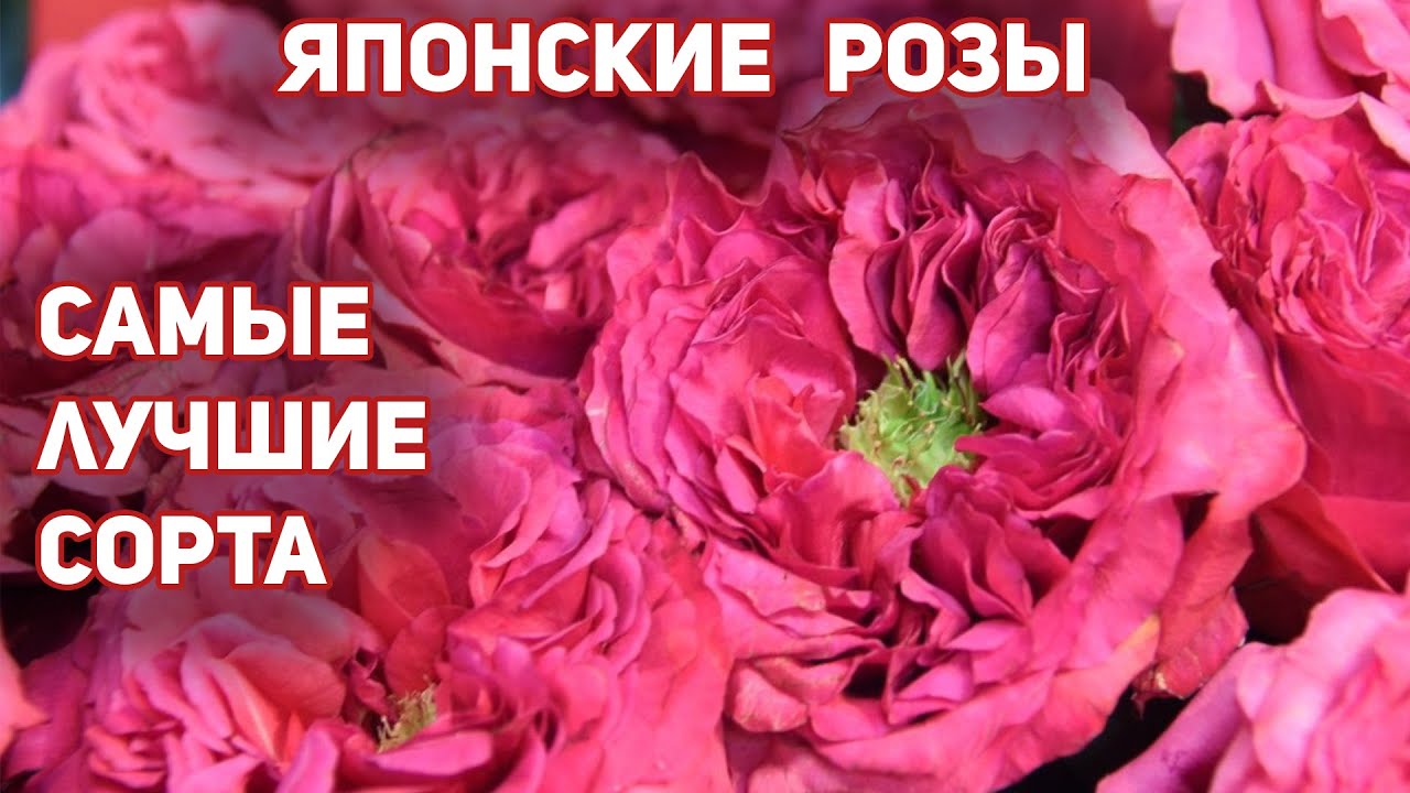 Розы 🌹, японские сорта - шедевры, без недостатков! Сила, мощь, красота, здоровье!