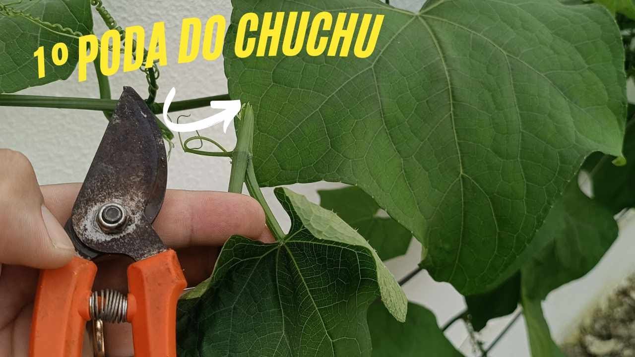 PRIMEIRA PODA DO CHUCHU E ADUBAÇÃO