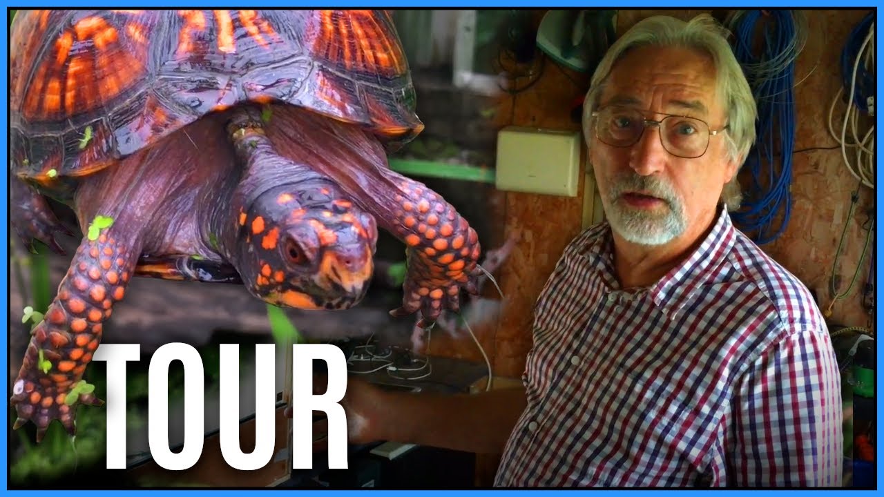 Turtles, Lizards, and Experiments! Roman Muryn Reptile Collection Tour - Reptile Room Tour