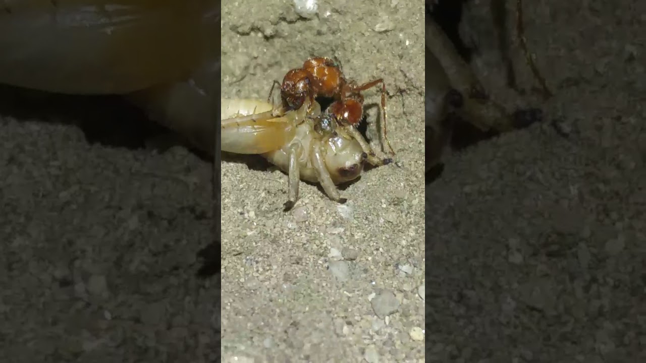 Queen ant eating a cricket. Pogonomyrmex Californicus queen