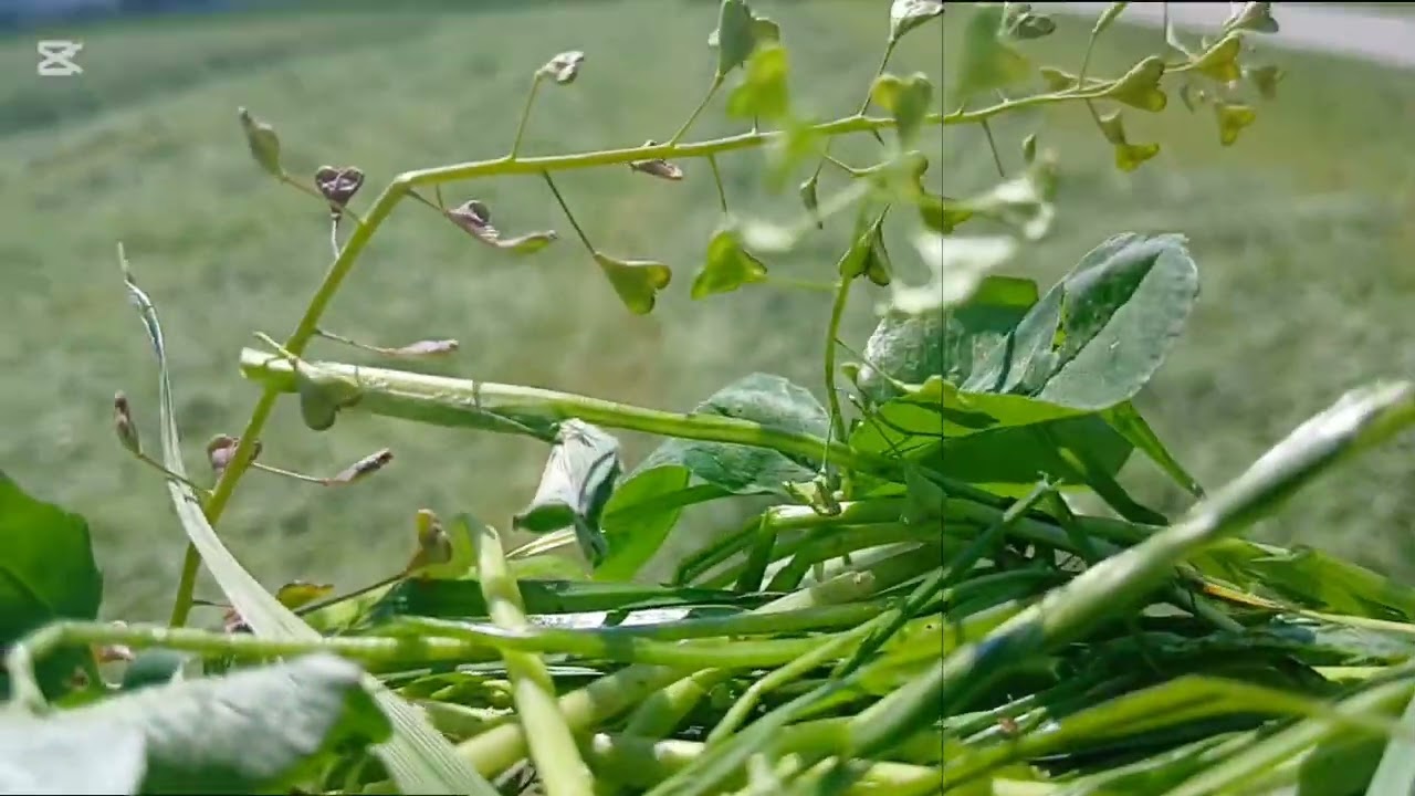Heugras 2025 m&auml;hen mit John Deere 6145