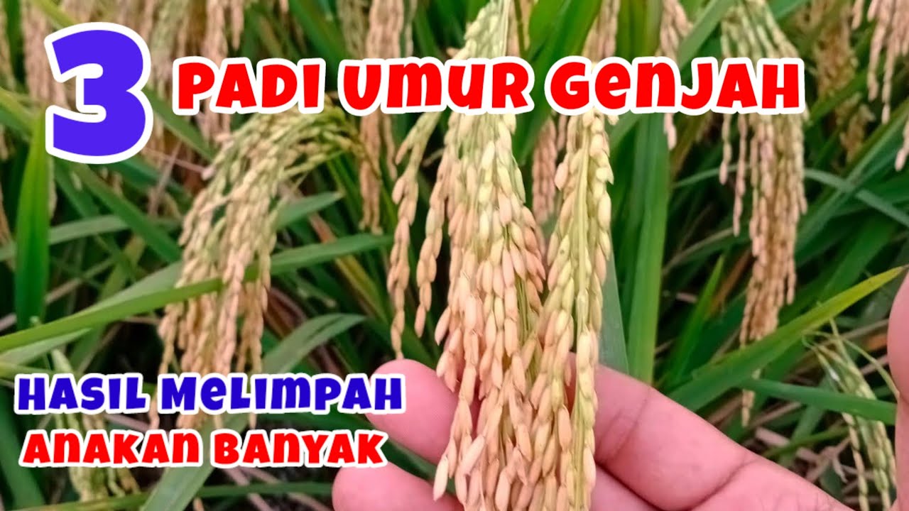 3 Jenis Padi Umur Genjah Hasil Melimpah Anakan banyak