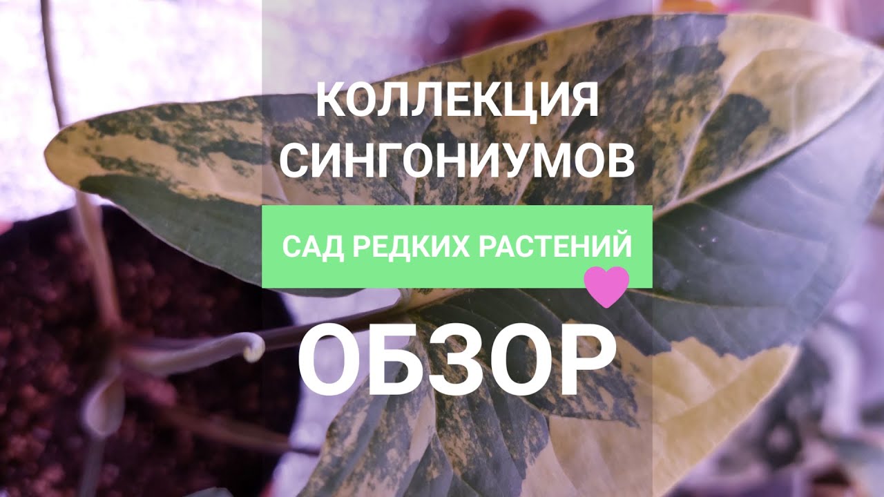Мои сингониумы. Обзор коллекции сортовых сингониумов.