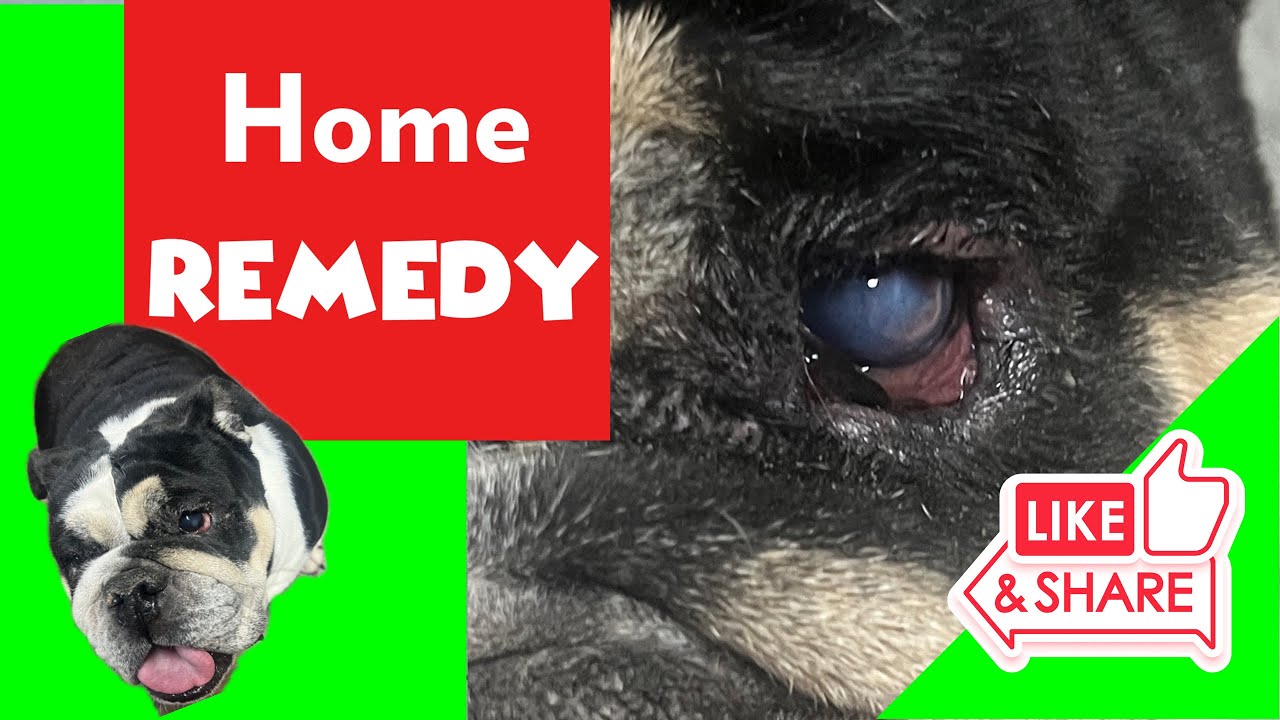 How To Treat K9 Eye Ulcer