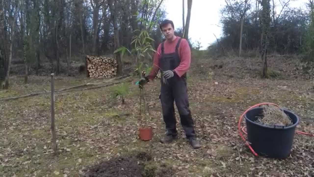 Planter un bambou, par NEWFIBAMBOO