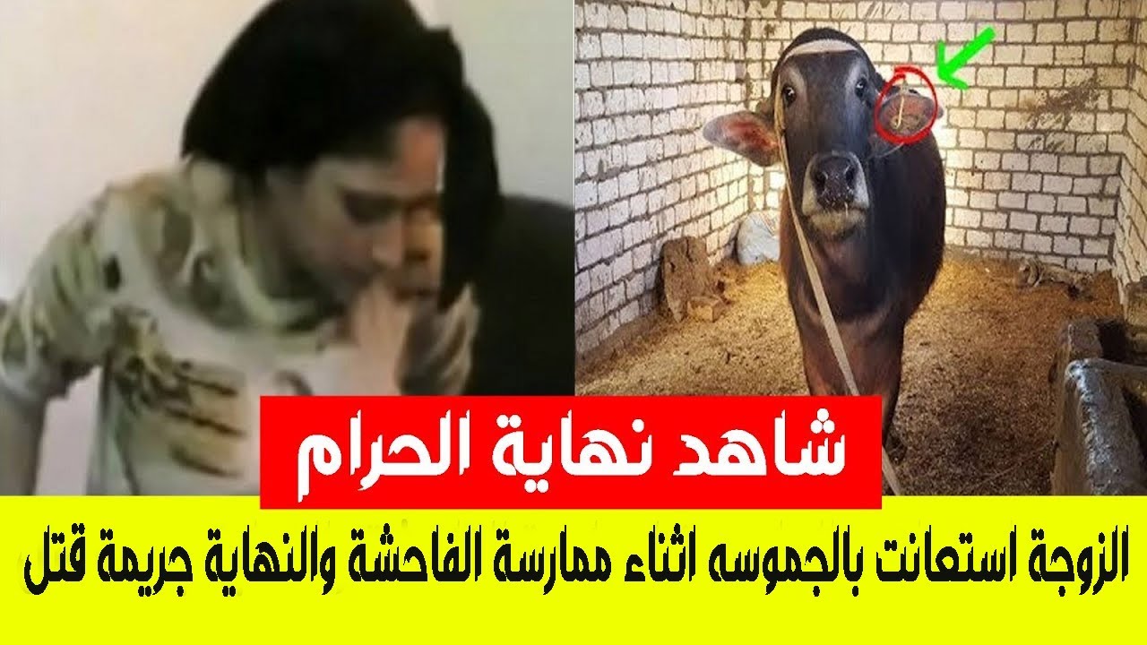 زوجة تستعين بالجاموسة أثناء ممارسة الفاحشة والنهاية جريمة قتل فى اقرب شخص لها #اللغز