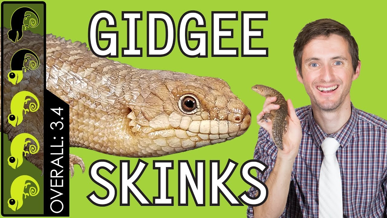 Gidgee Skink, The Mini Blue Tongue?