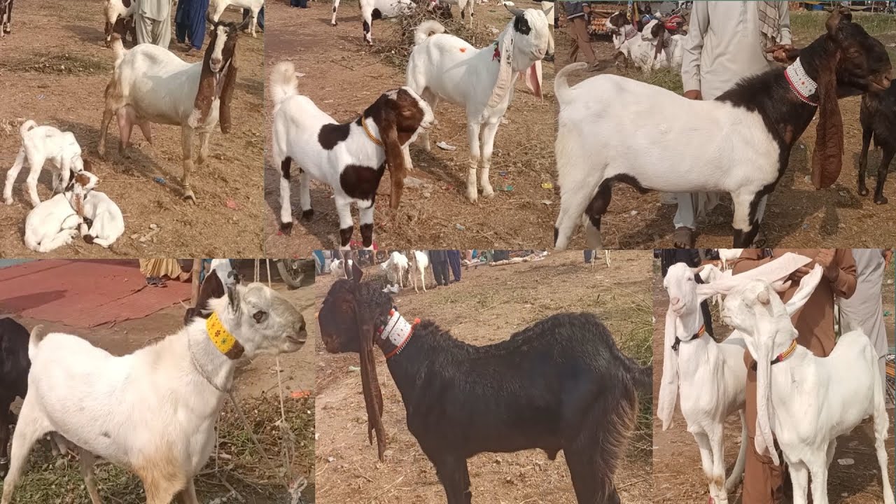 Bakra mandi Sindh #sastimandi #beautifullgoats #babyfarmanimal