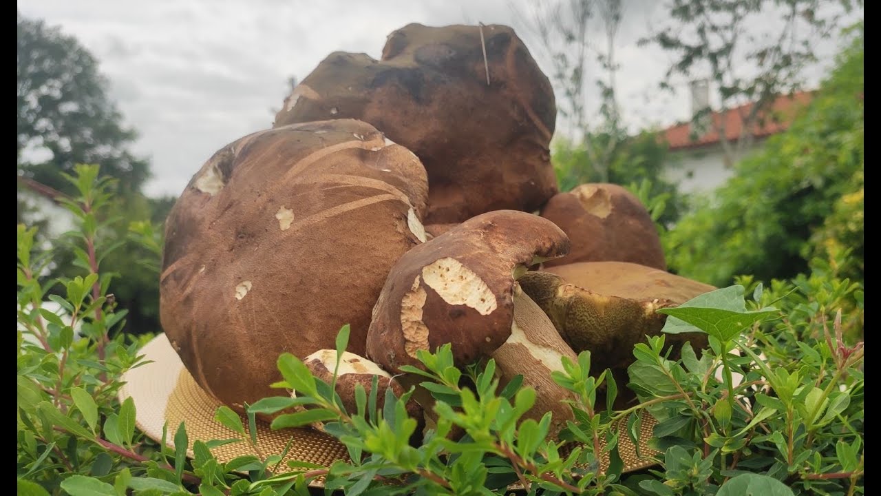🌿🍄 1&egrave;re cueillette de c&egrave;pes Juin 2023 #perretxiko #c&egrave;pes #paysbasque