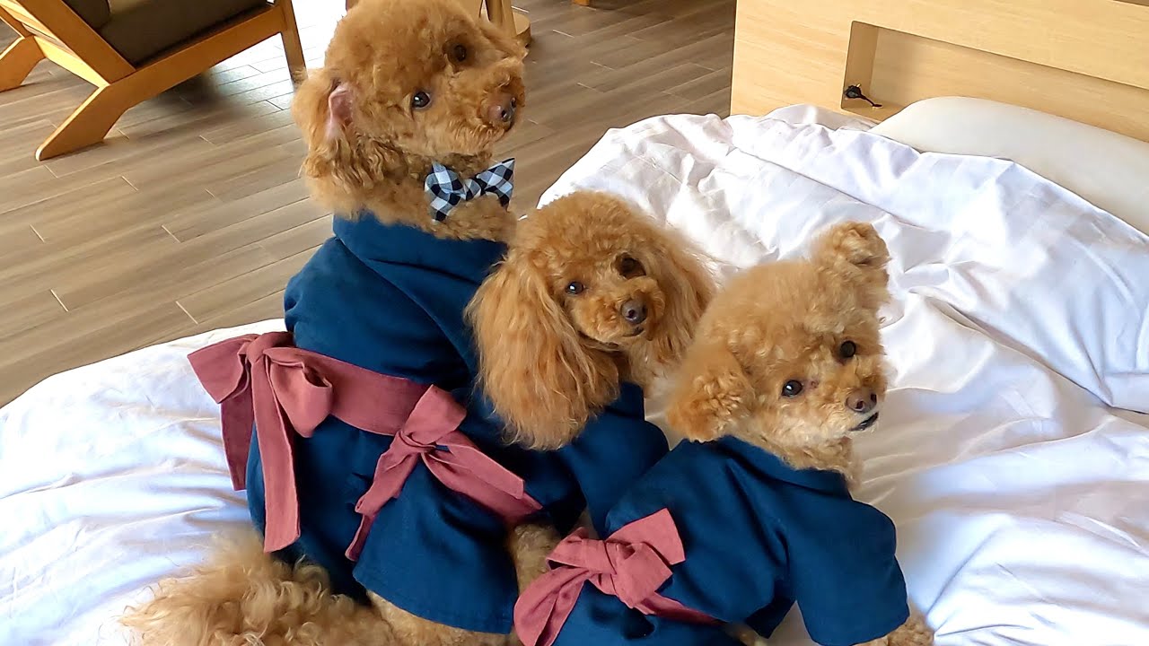 【小松家 八の坊】愛犬と温泉旅行！誕生日お祝いも！