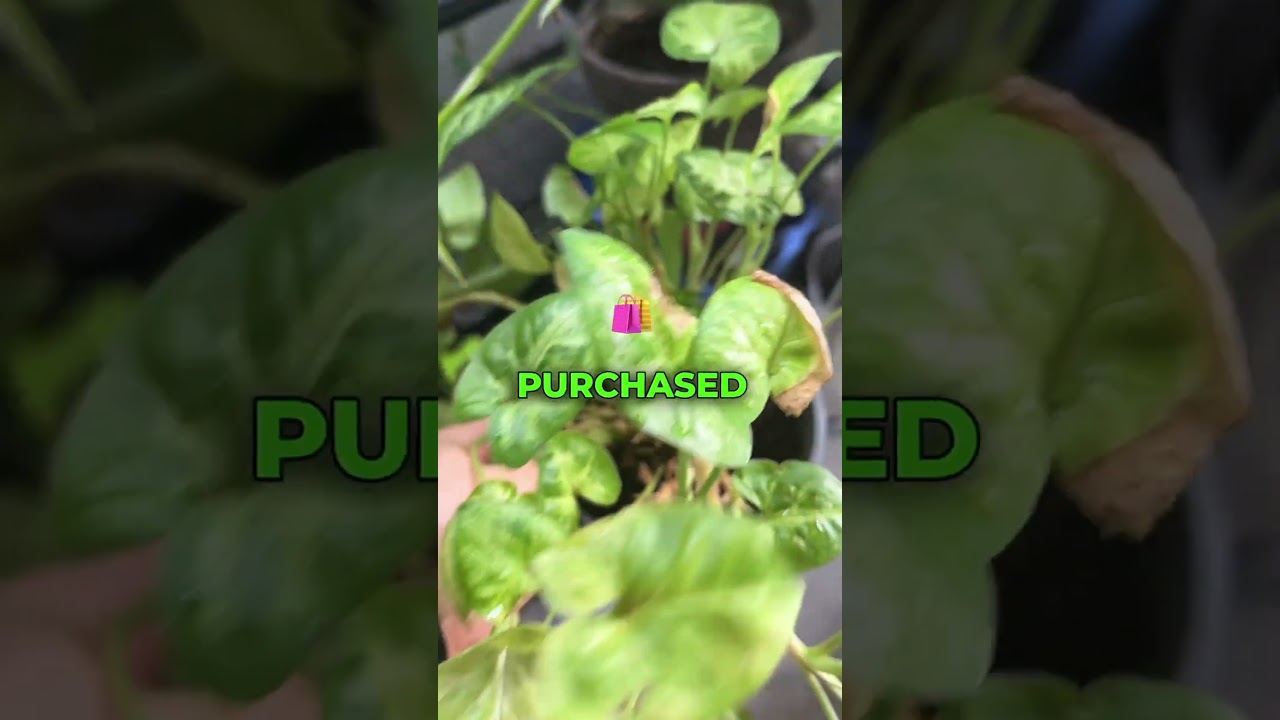What&rsquo;s The Most Difficult Plant?